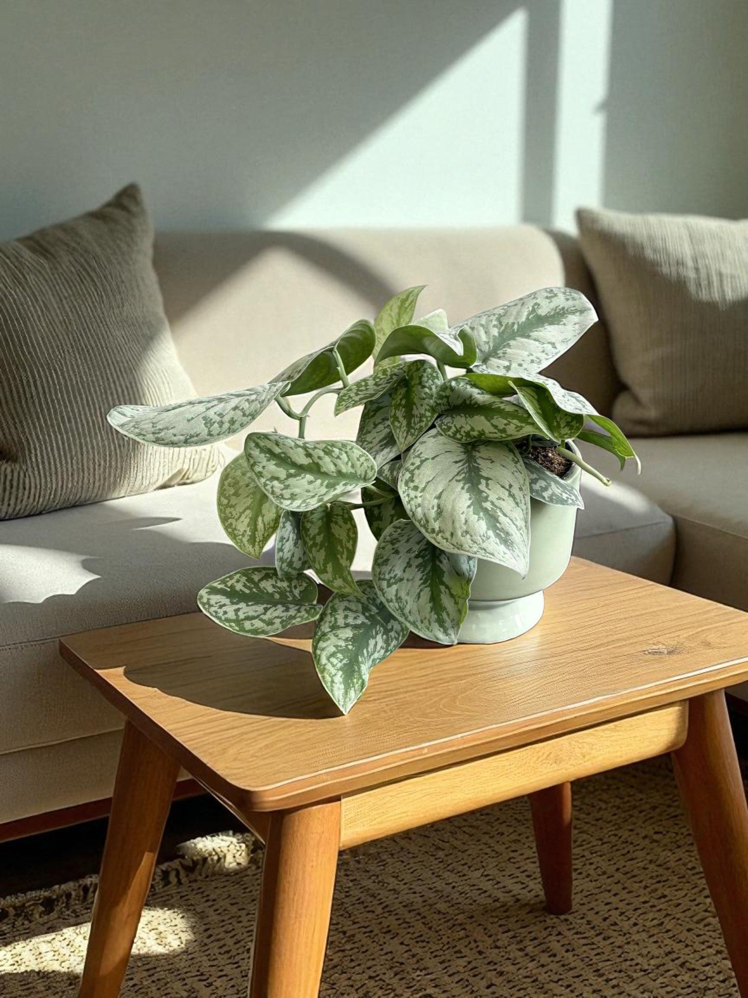Satin Pothos